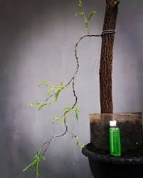 This video contains 50 inspirations of the. Sazli Virgo Betta On Twitter Bahan Bonsai Asem Jawa Bonsaiasem Bonsai