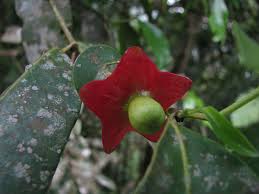 Image result for Heisteria