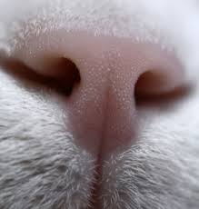 Help them with good remedies to overcome the fever. Why Is My Cat S Nose Dry Ultimate Nose Health Guide Cat Cave Co