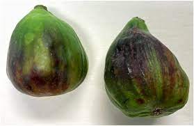 Mosaic viral symptoms on fig have shown up during the heat of summer in oregon. A Fig Deal A Global Look At Fig Mosaic Disease And Its Putative Associates Plant Disease