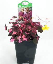 Free shipping for many products! Plum Crazy Shamrock Oxalis 2 5 Pot Fairy Garden Plant House Plant Edible Walmart Com Walmart Com