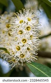 Image result for Cunonia