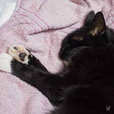 Katzen offenbaren ihr innenleben nicht so offensichtlich. Von Der Trauer Und Von Trotteln Blog Katzen Fieber De