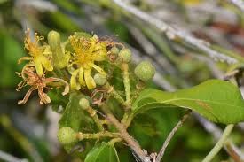 Image result for Malvaceae subfamily Grewioideae