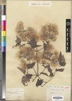 Image result for Clematis hirsuta