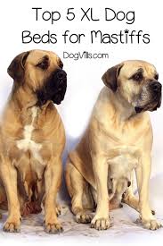 top 5 extra large dog beds for mastiffs extra large dog bed dog bed large large dogs