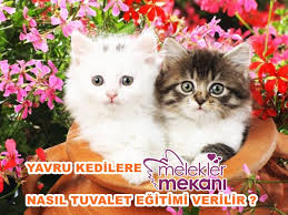 Yavru Kediye Tuvalet Egitimi Nasil Verilir Melek Kadinlar Kulubu