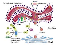 Endoplasmic Reticulum Stress Response And Alzheimer S Disease