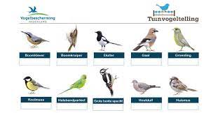 tel jij dit weekend de vogels in je tuin live green magazine healthy you healthy world better future vogels halsbandparkiet groen leven