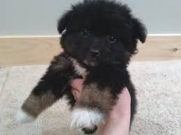 Pin By Kpop Idols On Yavru Kopekler Puppys In 2020 Shepherd Puppies Miniature Australian Shepherd Australian Shepherd