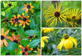 You may also be interested in the following. Reliable Rudbeckia Henry Eilers And Prairie Glow Join Herbstsonne In The Garden A Way To Garden