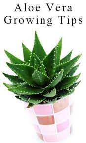 Pin On Dramatic Gardening
