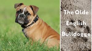 The older brother got angry with his brothe. Olde English Bulldogge Information And Facts Is This Dog Breed Right For You Pethelpful By Fellow Animal Lovers And Experts