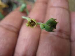Image result for Corbichonia decumbens
