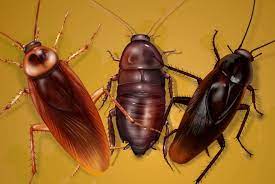 I saw a palmetto bug the other day in the laundry room that was about as big as a small mouse. The Palmetto Bug Survival Guide Cockroach Facts