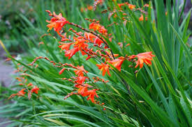 Deer populations and deer taste preferences are variable, and if you have large herds, you will more than likely experience deer damage. Crocosmia How To Grow And Care For Montbretia Garden Design