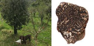 To get a larger crop of truffles, plant between 100 and 1,000 trees on the plot of land you will be using to grow truffles. Perigord Black Truffle Cultivated In The Uk For The First Time University Of Cambridge