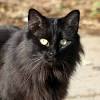 Norwegian Long Haired Black Cat