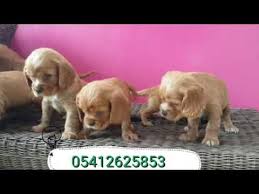 Cocker Yavru 05412625853