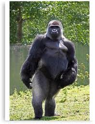 Pin By Glenda Morgan On All Just All Gorilla Western Lowland Gorilla Silverback Gorilla