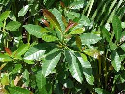 Image result for Uapaca nitida