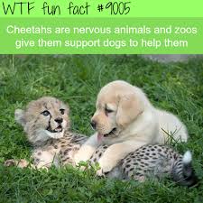 404 Fun Facts About Animals Animal Facts Fun Facts
