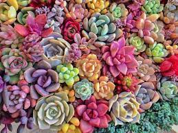 Cacti are prickly, and pleasing. Why And How Do Succulents Change Color World Of Succulents