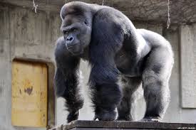 Mike Tyson Once Offered Zookeeper 10 000 To Let Him Fight Silverback Gorilla Elite Readers