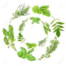 The best substitutes for basil in pesto are either leafy greens, such as spinach, kale, arugula, watercress or even seaweed, or herbs, such as parsley, cilantro, mint, sage or tarragon. Herb Garlands Of Basil Variegated Sage Lavender Lemon Balm Valerian Vallium Substitute And Common Thyme Over White Background Stock Photo Picture And Royalty Free Image Image 3528088