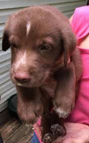 Adopt Ridge On Labrador Retriever Chocolate Labrador Retriever Labrador Retriever Mix