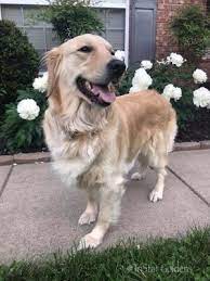 Available english cream golden retriever puppies near dallas texas. English Cream Golden Retriever Puppies In Nashville Tennessee