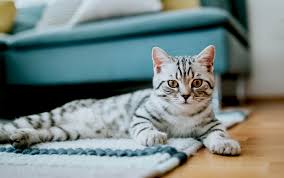 A great collection of tabby cat names. Max Milo And More Perfect Boy Cat Names For Your New Pet Better Homes Gardens