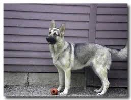 Black And Silver German Shepherd Puppies For Sale Near Me Silver Sable German Shepherd 2 Sable German Shepherd German Shepherd Dogs Silver German Shepherd