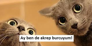 Dev Kedilere Mujde Burcunuza Gore Nasil Bir Kedi Olacaginizi Soyluyoruz Onedio Com