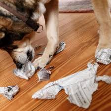 Diese begeisterung könnt ihr super nutzen um euren hund zu beschäftigen. So Kann Man Hunde Zu Hause Gut Beschaftigen Tiere