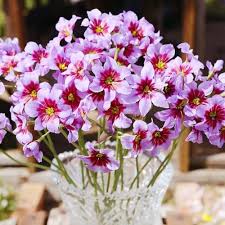 リュー ココ リーネ カラベル