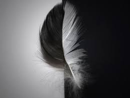 1、black gold feather theme lock screen with gold feather hd live wallpaper. Black Feather Wallpapers Wallpaper Cave