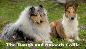 Black and white border collie male puppies both parents are my working dogs both registered isds good with children ideal work agility or pet ready in a week please message for more details and photos. Collielife Rough And Smooth Collies