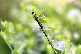 Pin Auf Garten