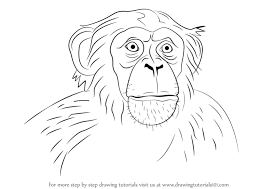 A drawing of a young chimpanzee. Learn How To Draw Chimpanzee Face Other Animals Step By Step Drawing Tutorials