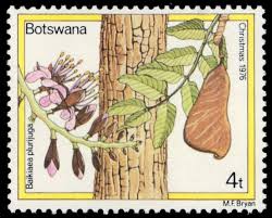 Image result for Baikiaea