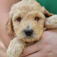 They have very calm personalities, and enjoy lap time, and snuggling is one sire is a standard party doodle with white and black pattern. Georgia Grown Goldendoodles And Poodles Home Facebook