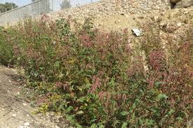 Image result for Persicaria lapathifolia