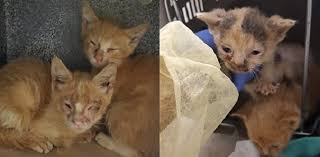 Find the top 15 cities, towns, and suburbs near durham, nc, like chapel hill and carrboro, and explore the surrounding area for a day trip. Toronto Cat Rescue Recovers 150 Cats From Toronto Home Durham Radio News