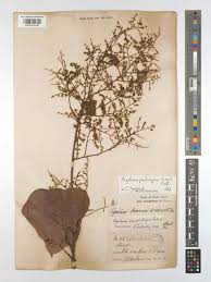 Image result for Agelaea pentagyna