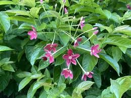 Image result for Combretum indicum