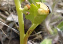 Image result for Pomaria burchellii