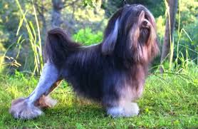 In france, they're le petit chien lion.. Lowchen Description Energy Level Health Image And Interesting Facts