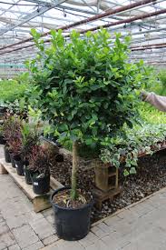 Image result for Ficus