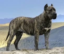 Presa Canario Kopek Egitimi